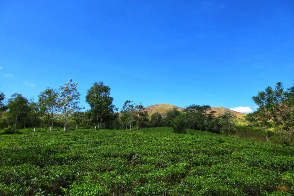 Cardamom farm